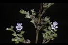 黃荊-花-實10.JPG