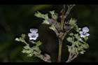 黃荊-花-實11.JPG