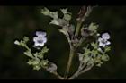 黃荊-花-實12.JPG