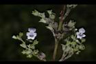 黃荊-花-實13.JPG