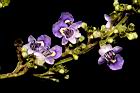 黃荊-花01.JPG