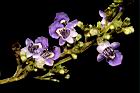 黃荊-花05.JPG