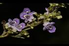 黃荊-花06.JPG