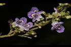 黃荊-花07.JPG