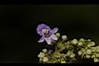 黃荊-花11.JPG