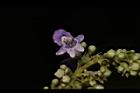 黃荊-花12.JPG