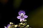 黃荊-花16.JPG