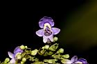 黃荊-花17.JPG