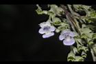 黃荊-花19.JPG