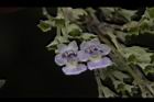 黃荊-花20.JPG
