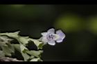 黃荊-花21.JPG