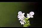 黃荊-花22.jpg