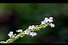 黃荊-花23.jpg