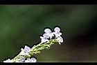黃荊-花24.jpg