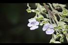 黃荊-花25.JPG