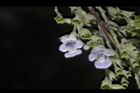 黃荊-花26.JPG