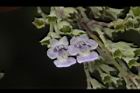 黃荊-花27.JPG