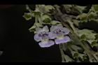 黃荊-花28.JPG