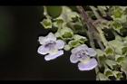 黃荊-花30.JPG