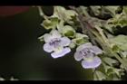 黃荊-花31.JPG