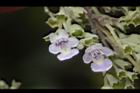 黃荊-花32.JPG