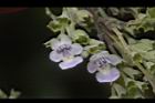 黃荊-花33.JPG