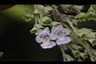 黃荊-花34.JPG