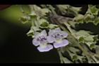 黃荊-花35.JPG