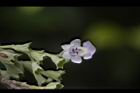黃荊-花36.JPG
