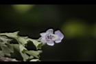 黃荊-花37.JPG