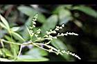黃荊-花41.jpg
