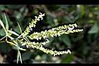黃荊-花42.jpg