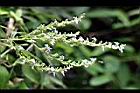 黃荊-花44.jpg