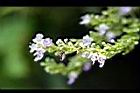 黃荊-花46.jpg