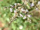黃荊-花50.JPG