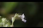 黃荊-花側01.JPG