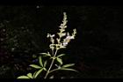 黃荊-花序01.JPG