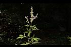 黃荊-花序03.JPG