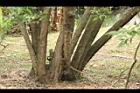 黃荊-莖01.JPG