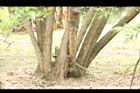 黃荊-莖04.JPG