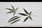 黃荊-葉05.JPG