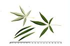 黃荊-葉06.JPG