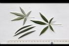 黃荊-葉07.JPG