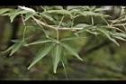 黃荊-葉08.JPG