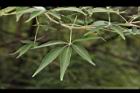 黃荊-葉09.JPG