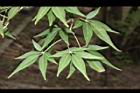黃荊-葉10.JPG
