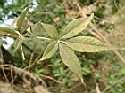 黃荊-葉11.JPG