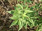 黃荊-葉12.JPG