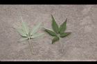 黃荊-葉17.JPG