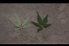 黃荊-葉18.JPG